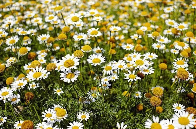 Chamomile-Flowers Organic Meadow Herbals