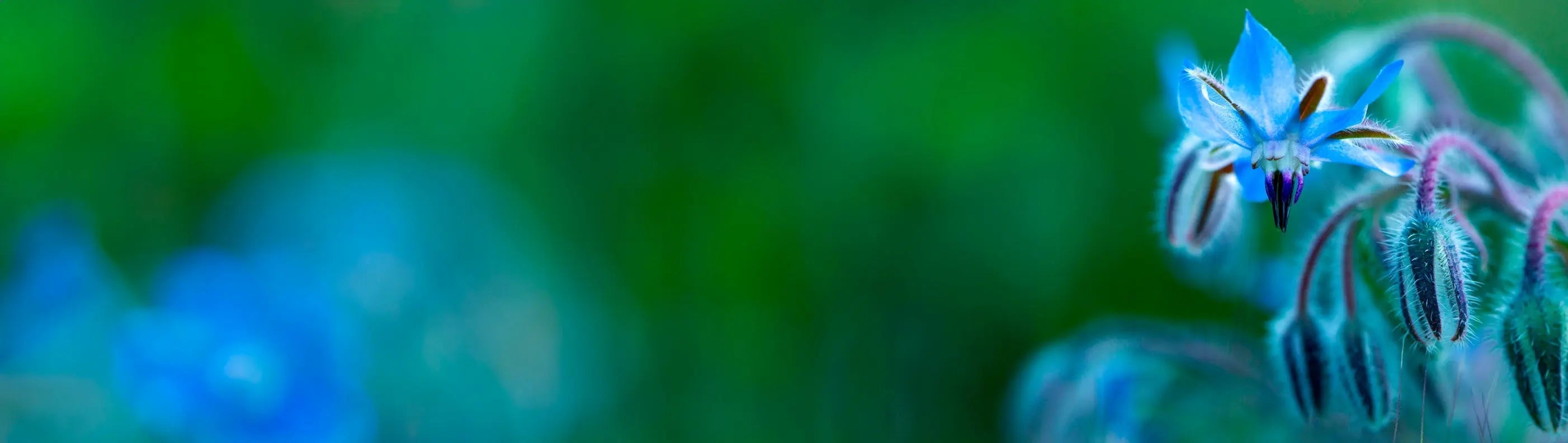 Body Oils - Organic Meadow Herbals