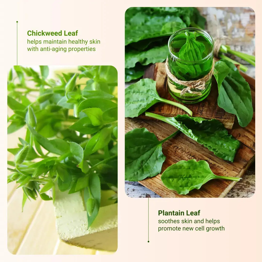 Chickweed Leaf and Plantain Leaf are the ingredients that benefit the user most