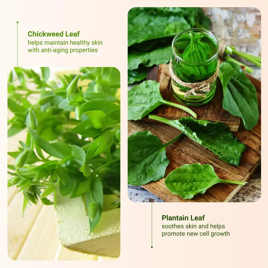 Chickweed Leaf and Plantain Leaf are the ingredients that benefit the user most