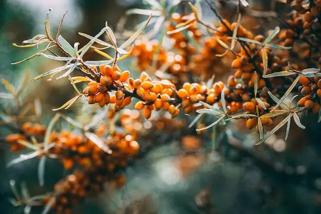 Sea-Buckthorn Organic Meadow Herbals