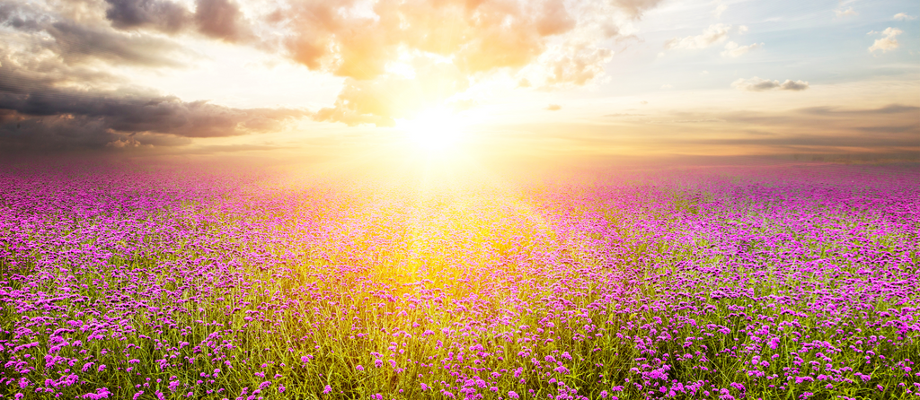 Certified Organic Skincare Products