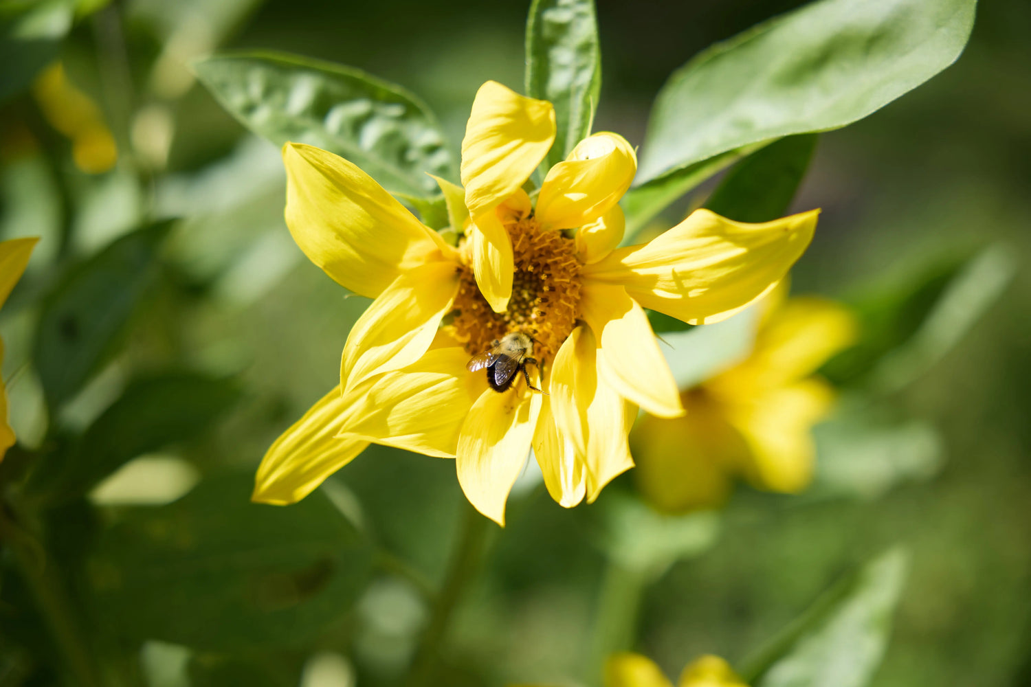 Lip-Care-Coming-soon Organic Meadow Herbals