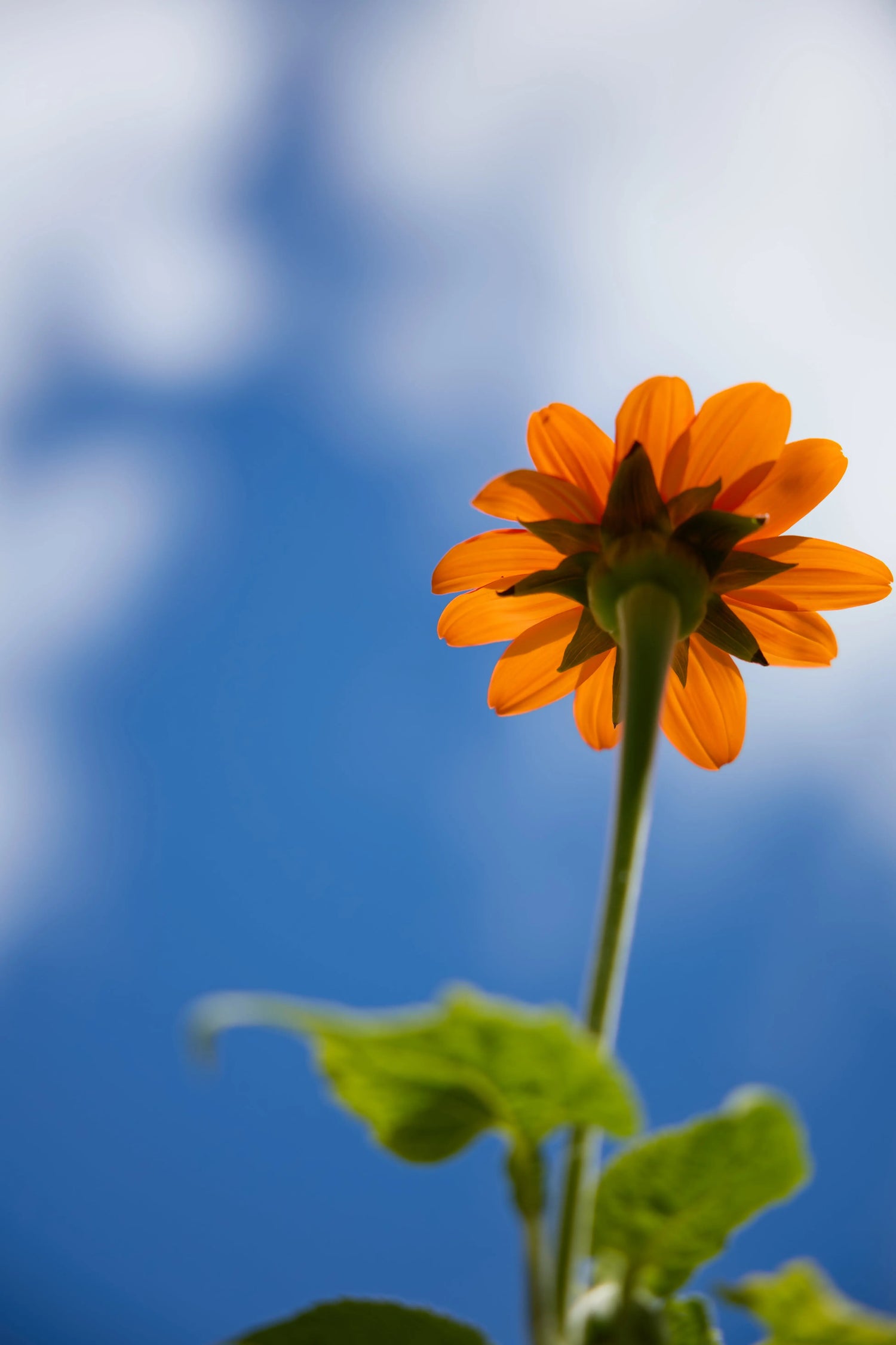 SPF-Coming-soon Organic Meadow Herbals