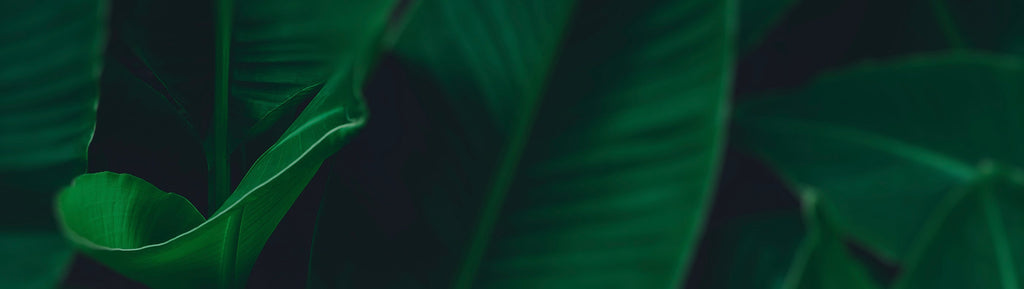 Close up image of Plantain Leaves