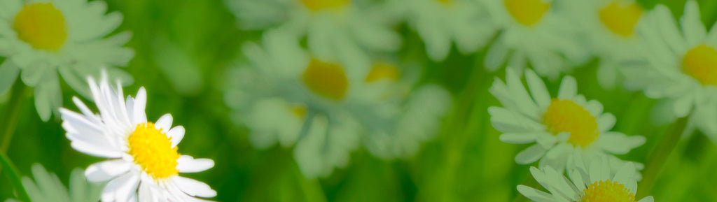 Close up image of a field of daisies