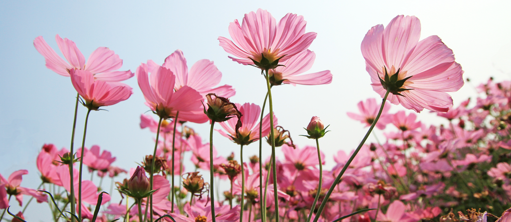 Filed of wild flowers