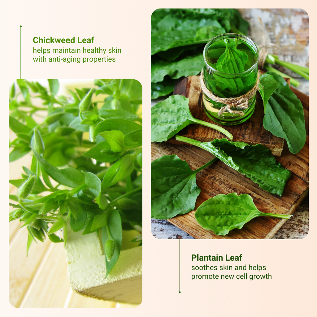 Chickweed Leaf and Plantain Leaf are the ingredients that benefit the user most
